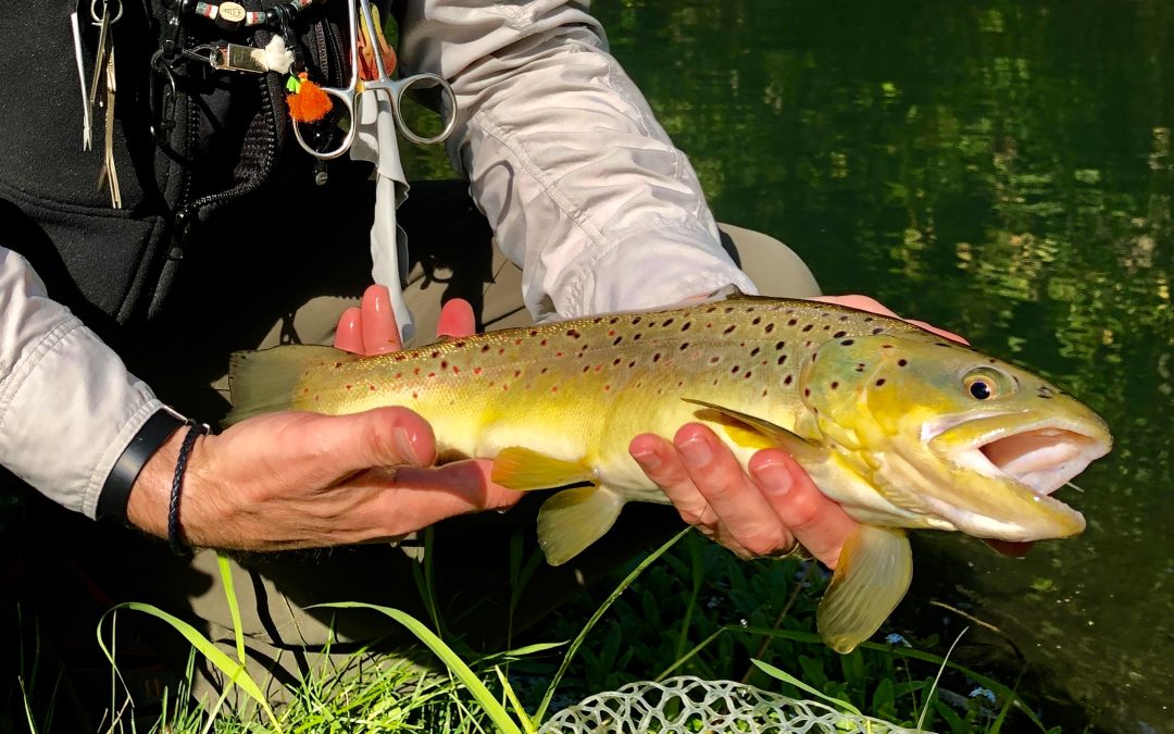 “Sunny” fly-fishing at Sunnybrook Trout Club